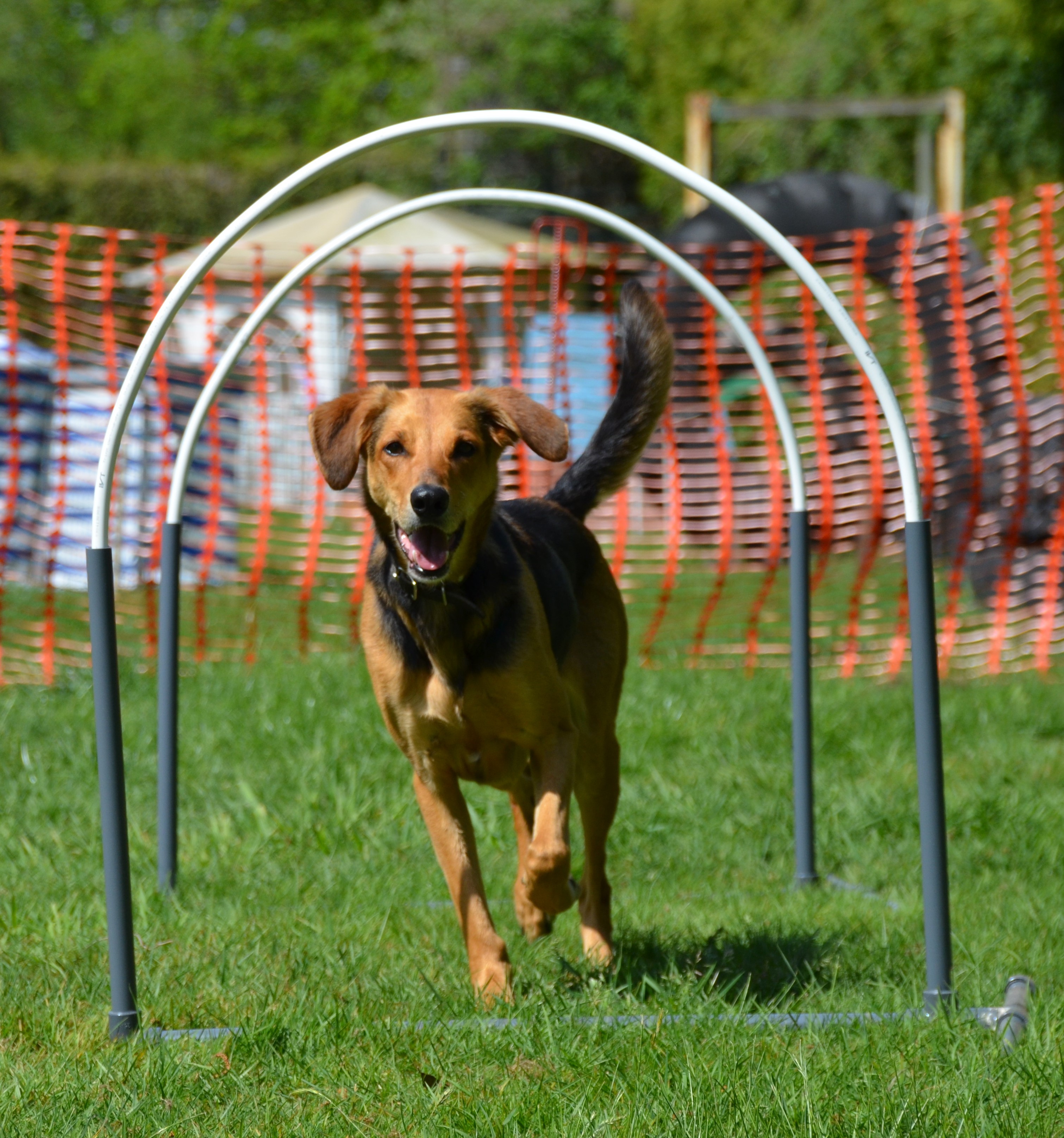 "Bei Nicole" Auf den Hund gekommen